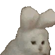 :lapin: lapin