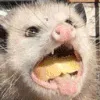 otternom