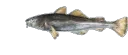 fishspin