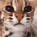 uwaaugh