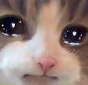 sadkitty