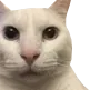 SCgoop