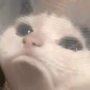 cattosad