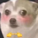 dog_shy dog_shy