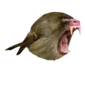 baboonbird baboonbird