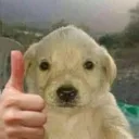 dogthumbsup dogthumbsup
