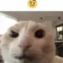 cateyebrowraise