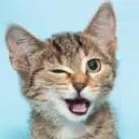 kittywink