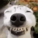 happee_dog