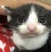 pipsqueak