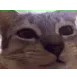 thisisthechewingcat thisisthechewingcat