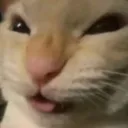 KU_CatAggressiveBlep