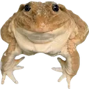 lefroog lefroog