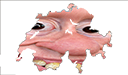 Brockerland Discord emoji