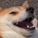 Doge Kek dogekek Discord Emoji