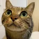 catOctober