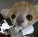 catwaytoclosetocamera catwaytoclosetocamera