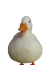 duckproud