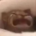 Catcry catcry Discord Emoji