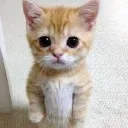 cattocat