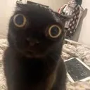 MIAU