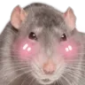 PV_RatShy