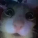 terror