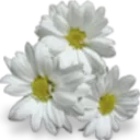 daisies