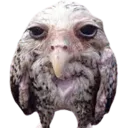 OSWALDONTHATTYPATIMIN