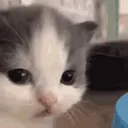 Gatotriste