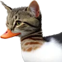 quack