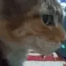 wha
