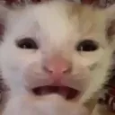 cattoenggg