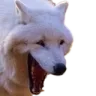 hawolf1