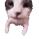 catkiss
