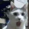 catomg catomg