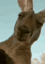 kangaroo Discord emoji
