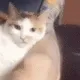 Catnom