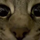 CatCloseup Discord Emoji