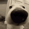 sniff