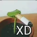 xd
