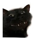 Cat Smile Catsmile Discord Emoji