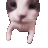 besocat39 Discord Emoji