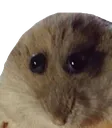 rat