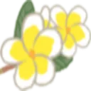 frangipani