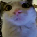 ChloeRncatversion