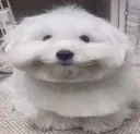 brad