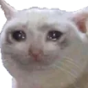 sadcat