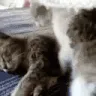 Cuddles