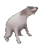 doggodance